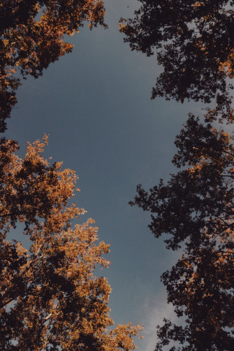 Green And Brown Tree Under Blue Sky During Daytime Photo