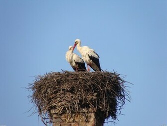 Stork Wallpaper Auto Design Tech