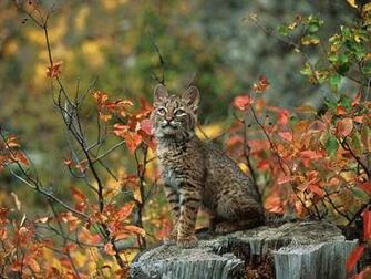 Bobcat Wallpaper Jpg