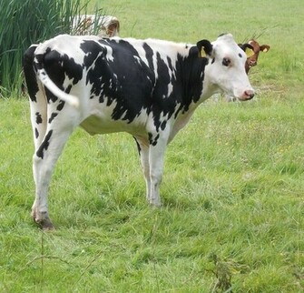 Funny Cows Wallpaper World