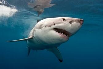 Awesome Shark Wallpaper In Really High Quality
