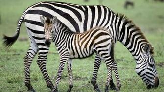 Animal Wallpaper Archives Getwall Net