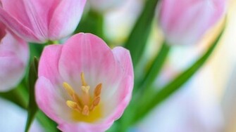 Pink Tulips Wallpaper