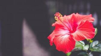 Hibiscus Wallpaper