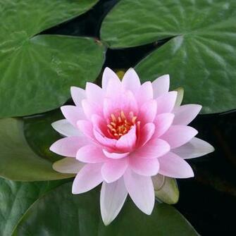 Water Lily Flower Full HD Quality Pics