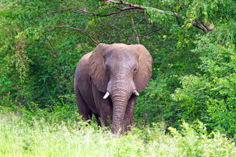 4k Elephant Wallpaper