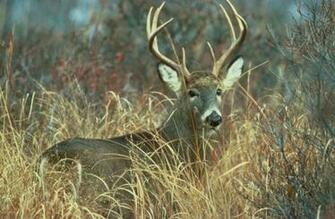 Description Adult White Tailed Deer Buck Odocoileus Virginianus Jpg