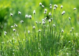 Grass Wallpaper Cloth Paper Funny