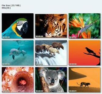 Wallpaperz Mix Animals Avaxhome