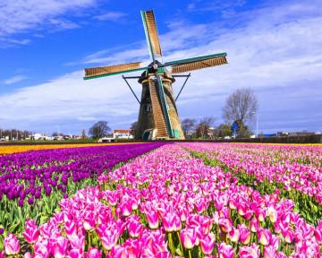 Wallpaper Px Fields Flowers Keukenhof Lisse Many