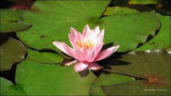 Wallpaper Water Lily Background