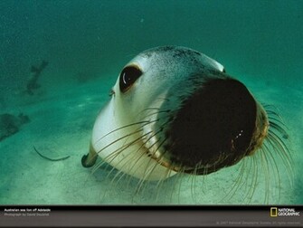 Sea Lions Wallpaper Lion Photos