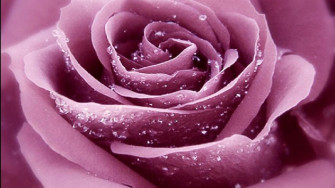 Dark Purple Roses Wallpaper