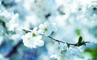 Pretty Flower Background