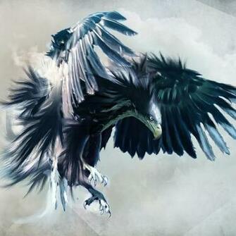 Eagle Hawk Wallpaper Fun Animals Wiki Videos Pictures Stories