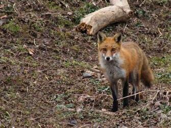 Red Fox Wallpaper Background Theme Desktop