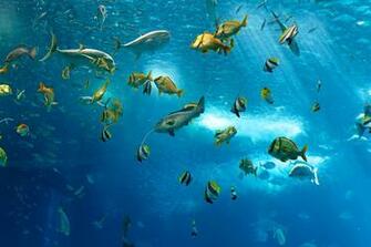 Image Fish Underwater World Water Animals