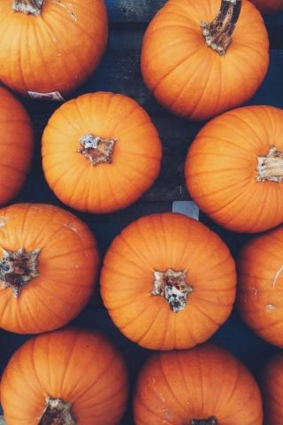 Laurenjacksn Thanksgivingwallpaper