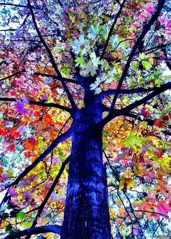 Very Unique And Rare Colorful Trees HD Wallpaper Update