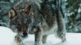 Winter Wolf