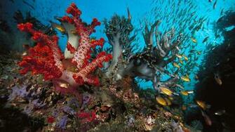 Source Url Desktopas Aquarium Wallpaper Html