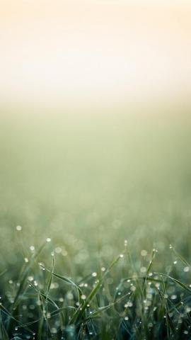 Minimalistic Grass iPhone 5s Wallpaper
