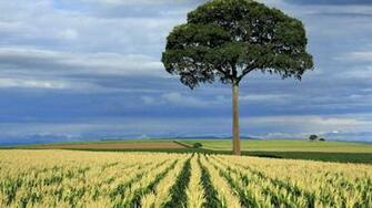 Paolo Cornfield High Quality And Resolution Wallpaper