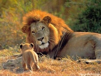 And Cub For Pc Computers Desktop Background Smartphones Tablet