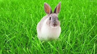 Rabbit Wallpaper HD Background Image Pics Photos