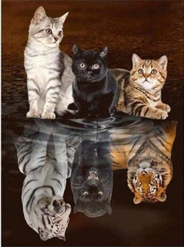 Cat Stuff