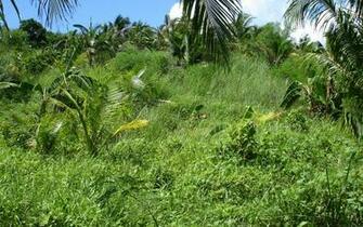Tropical Island Nature Widescreen Desktop Background