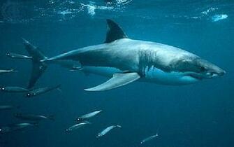 Pin Funny Great White Shark Pictures