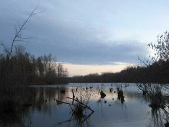 Sitting Duck Check Out Ducks Unlimiteds Hunt Live HD Wallpaper