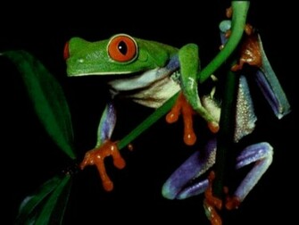 Wallpaper Frogs