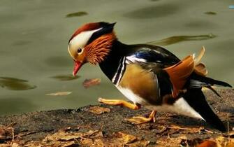 Mandarin Duck Desktop Pc And Mac Wallpaper