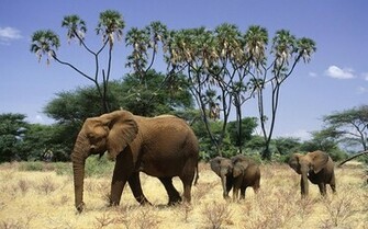 Animals Planet Hq Wallpaper Photo Of Phombo