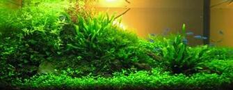 Aquascape Ideas Wallpaper