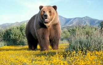 Grizzly Bears Wallpaper Wallpoper