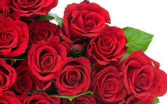 Red Rose HD Flowers Wallpaper
