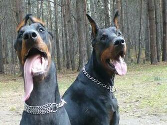 The Doberman Dog Desktop Wallpaper Pictures Online For Pc
