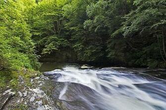Trout Stream Wallpaper