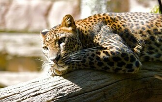 Leopard Hq Wallpaper HD