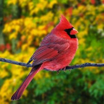 Cardinal Photos Northern HD Wallpaper