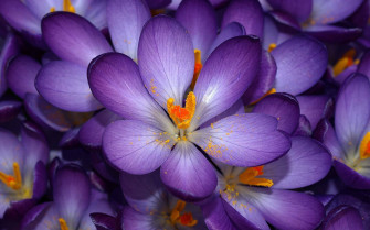 Purple Flower Desktop Wallpaper