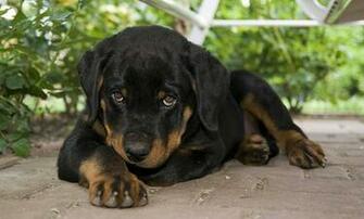 Rottweiler Puppies Wallpaper HD Desktop