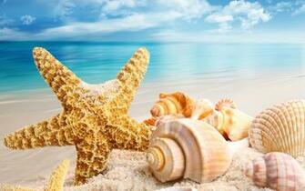 Beach Shells Wallpaper Beachin Sea