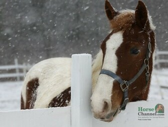 Pinto Horse Wallpaper For Your Computer Desktop To Save Right
