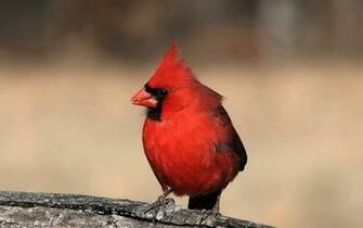 Cardinal Wallpaper