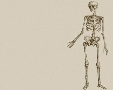 Human And Chimpanzee Skeleton Wallpaper Teahub Io