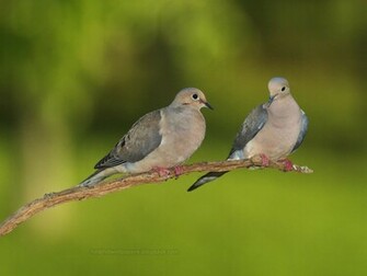 Beautiful Wallpaper For Desktop Dove HD